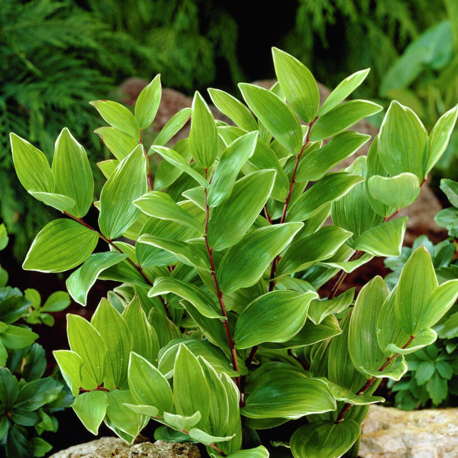 Lehtokielo (Polygonatum multiflorum)